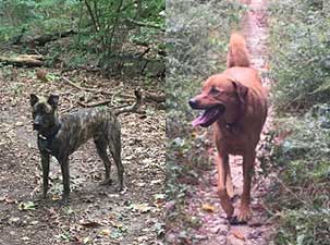 two dogs in the woods